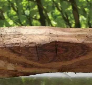 名称相似 价格却相差千倍的木头 紫檀