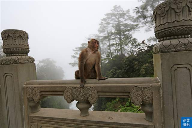 峨眉山上有一群猴，天不怕地不怕的山大王，常年横行霸道欺负游客