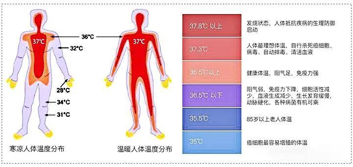 人体正常体温身体健康图片