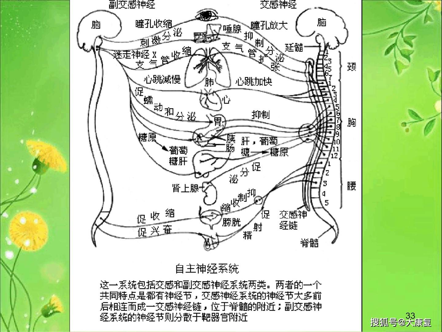 神经系统解剖定位(鲜活图片)