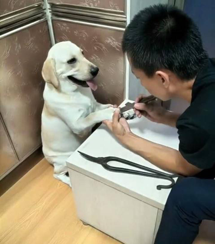 主人给狗狗理发玩出新花样,看了整个理发过程,网友表示哭笑不得