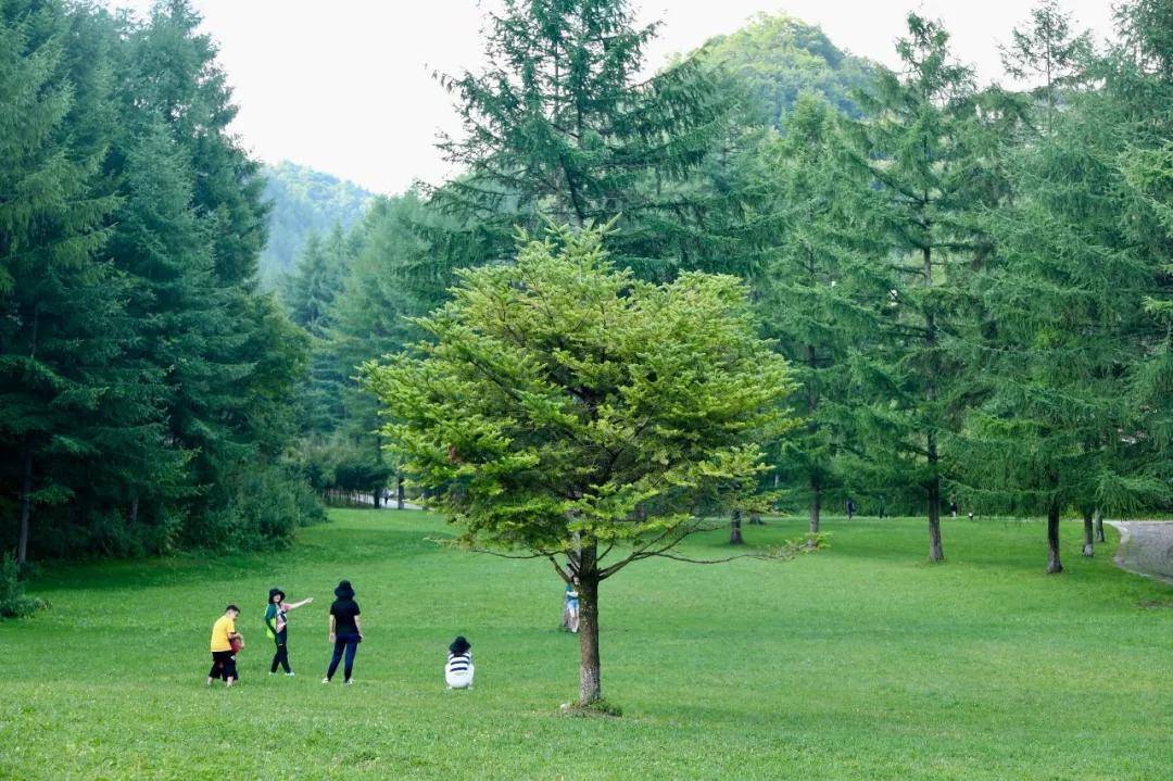 【创建天府旅游名县】来朝天旅游看别样林场