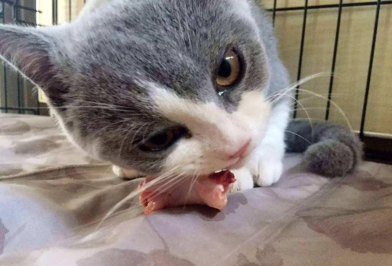 我家猫不爱吃东西 改善猫咪挑食与厌食的几个注意事项 食品