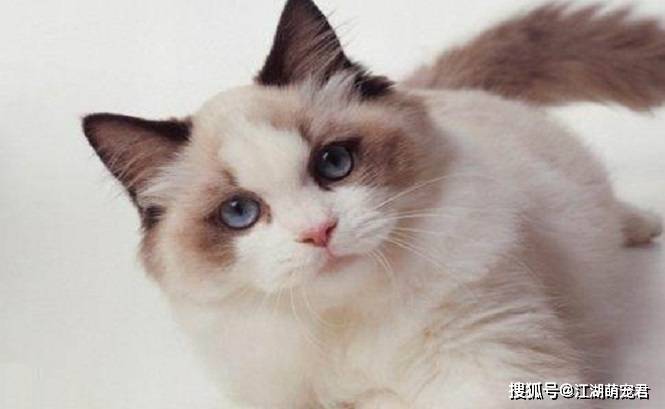 怎么喊猫猫过来 a5ee332d69ad4648b62caa5eb1f0aa06.jpeg