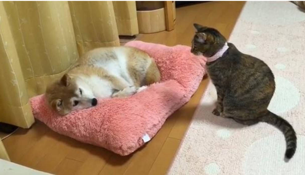 貓咪與狗狗搶奪墊子，貓咪只用一個動作，就讓狗狗乖乖讓位 萌趣萌寵 第3张