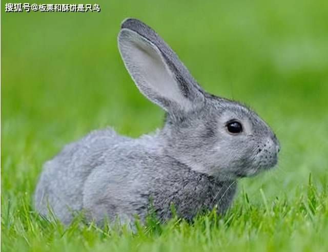 青出于蓝打一动物生肖说的是什么动物，标准代表解答