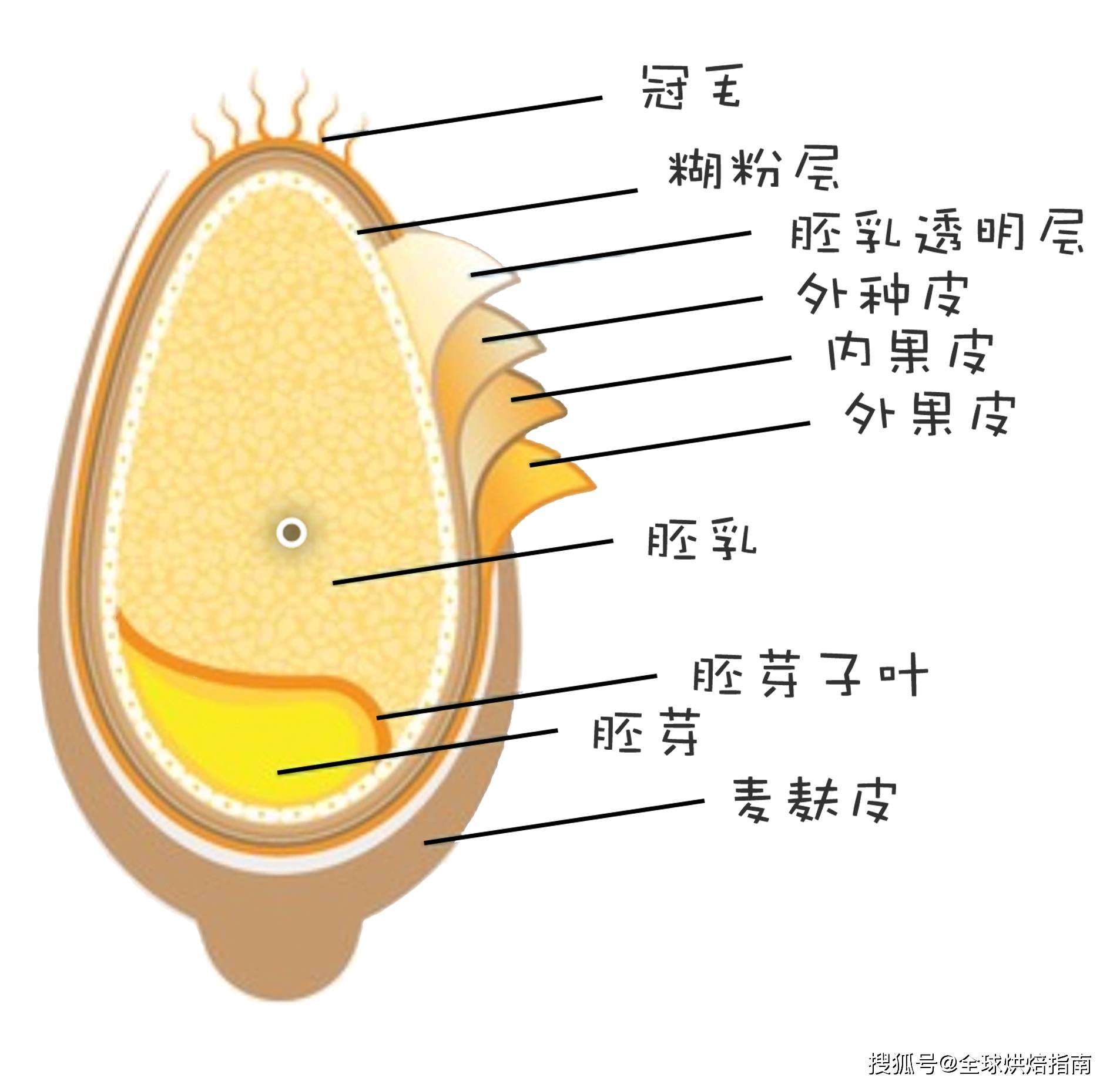 面粉由小麦胚乳研磨制成,在小麦颗粒中,胚乳中含有大量的特异性淀粉