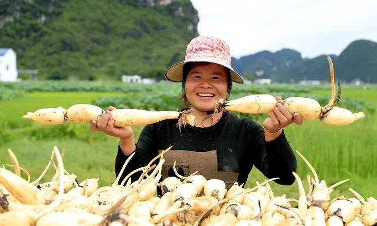 柳江莲藕 |清水出芙蓉，天然去雕饰！