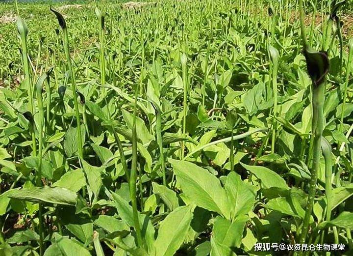 半夏作为一种药用植物,有燥湿化痰,降逆止呕,生用消疖肿的功效,很多