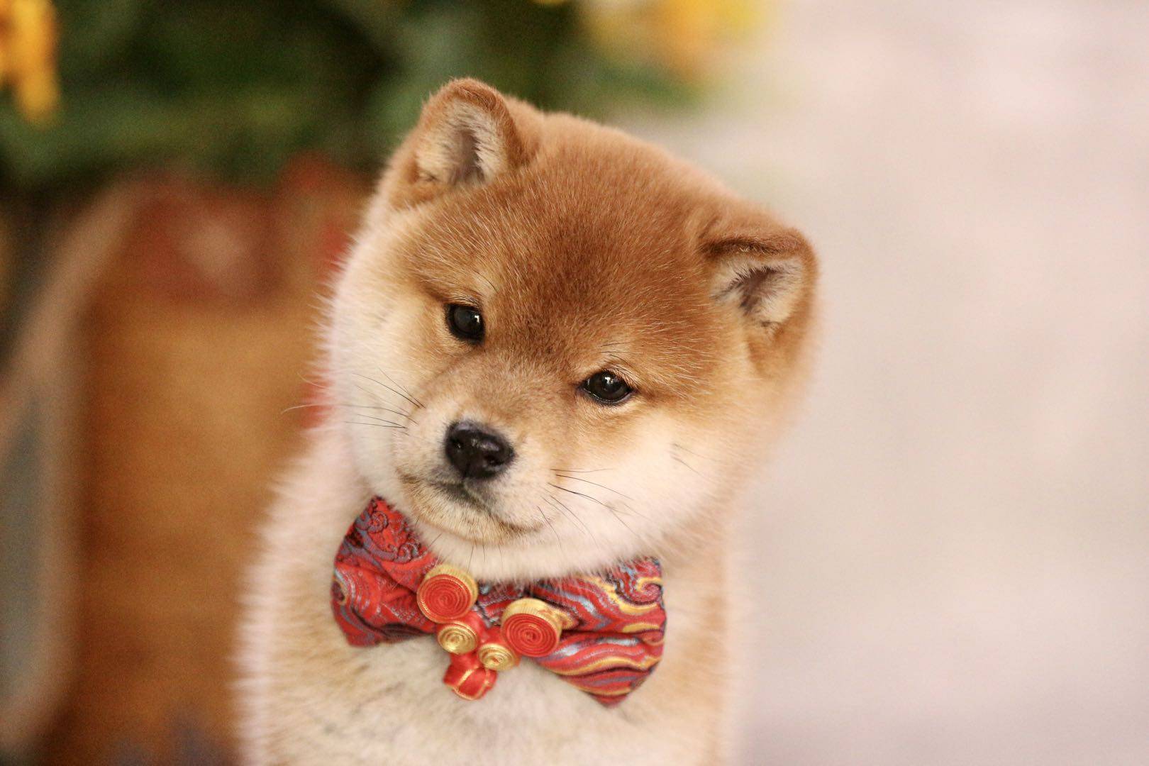 哭了…_柴犬