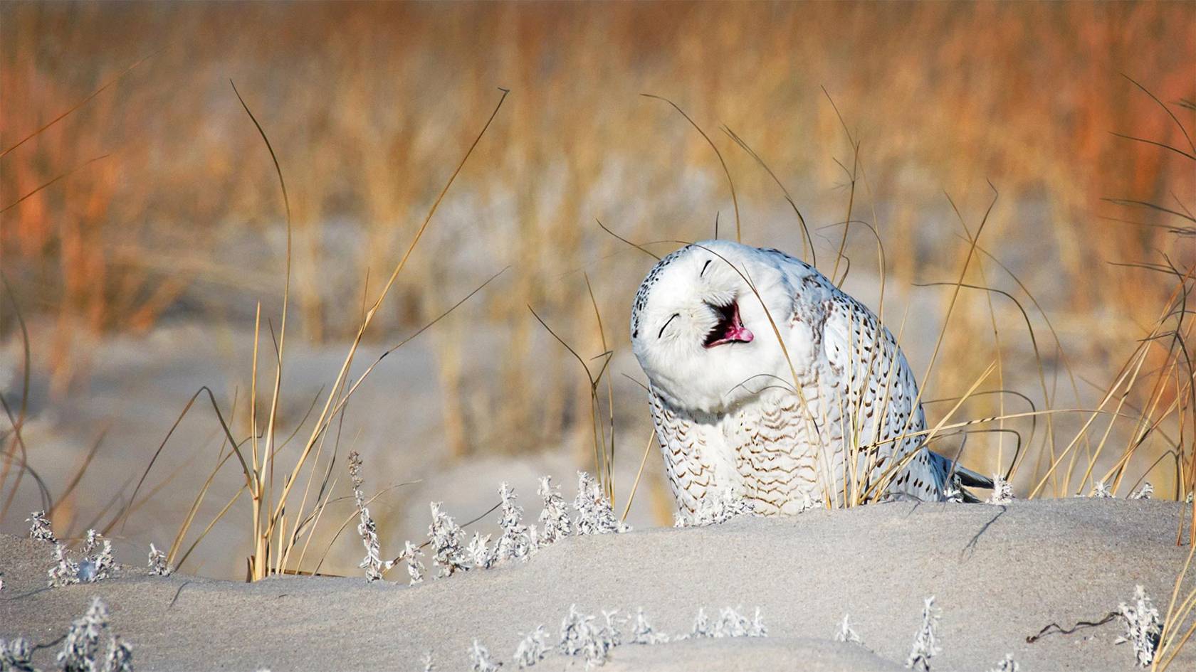 原創動物世界的冰雪時光