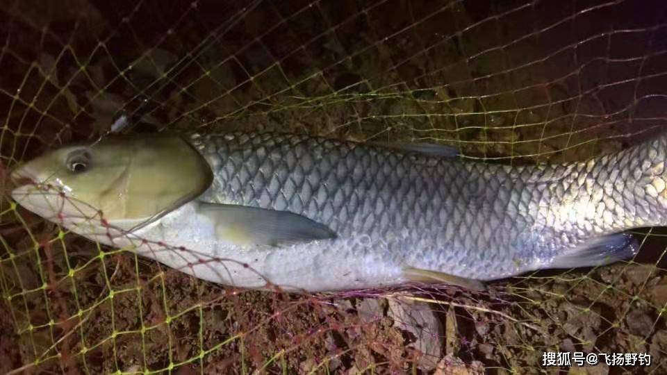 野釣水庫大草魚,我用這幾招,你用哪一招?_深水