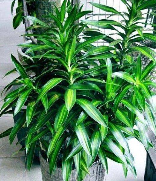 百合竹生性强健,寓意富贵吉祥,植株文雅俊秀,叶片潇洒飘逸,碧绿光亮的