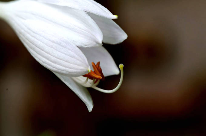 玉簪花的花语 脱俗 冰清玉洁 妃子