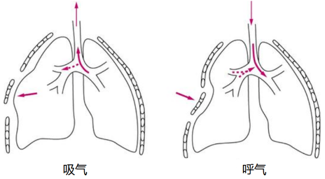 肋骨骨折睡觉姿势图片