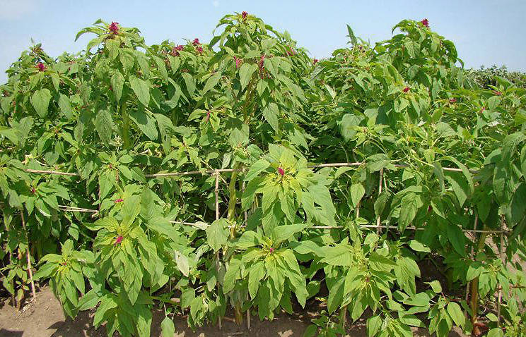 一种种植简单,可以降低饲料成本的高蛋白优质牧草——籽粒苋