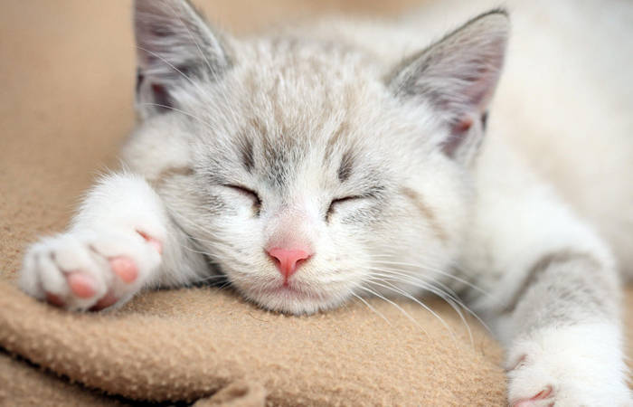 猫咪吃什么肉容易长胖 9b7f8189480143948247bb381069178c.jpeg