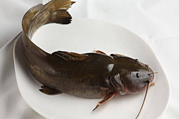 特产早知道宜昌肥鱼