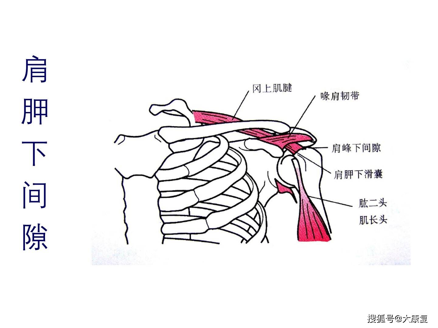 圆肩韧带图片