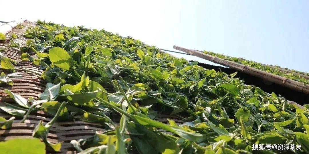 福鼎白茶 树种