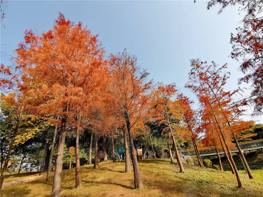 在深圳，除了落羽杉，这些景物亦能展现秋冬之韵