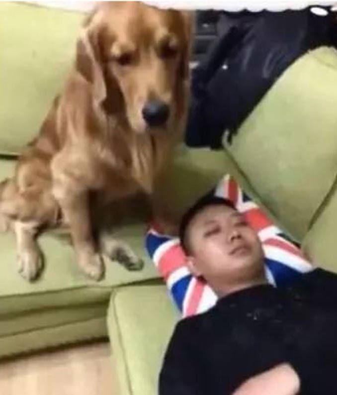女主人想戲弄熟睡老公，金毛竟做出這舉動，網友看了直呼暖心 萌趣萌寵 第1张