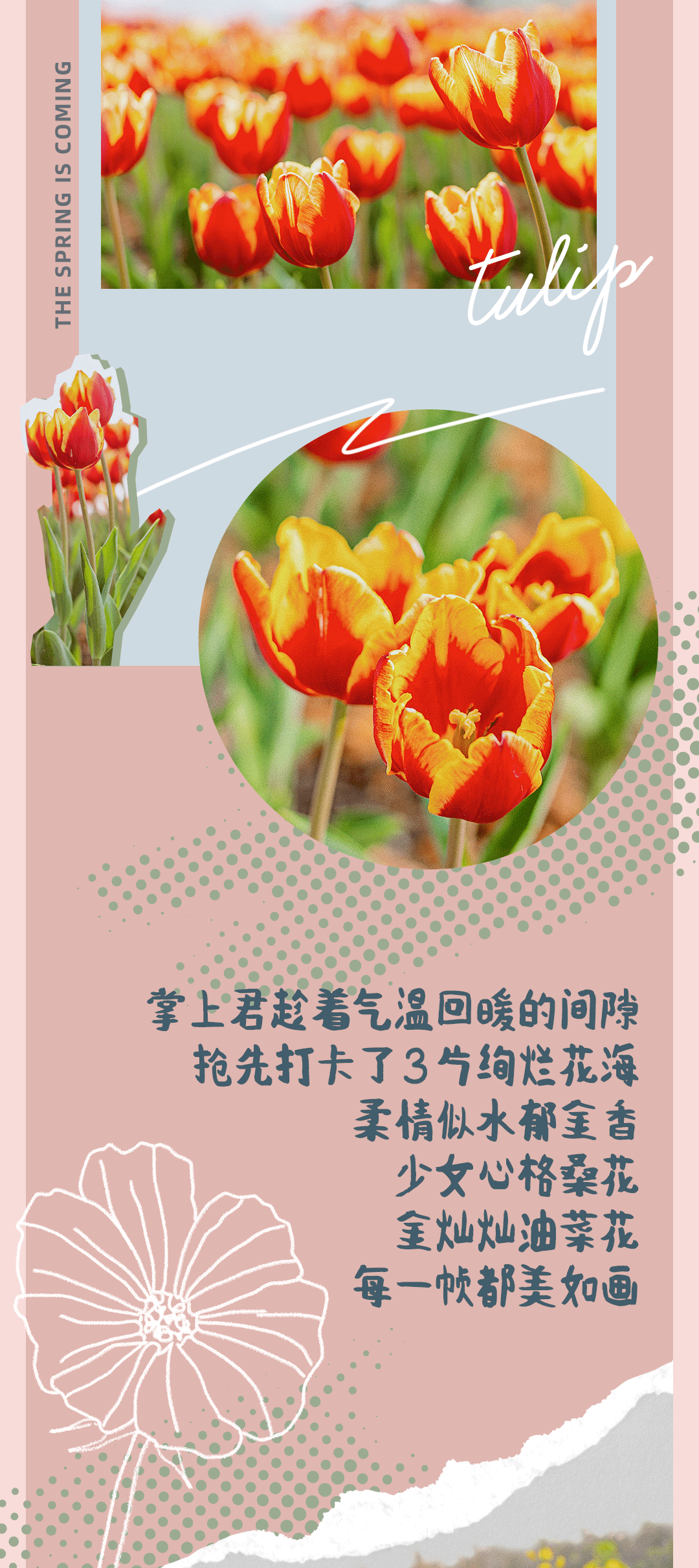 花儿开了！2021珠海【花海地图】出炉！每一帧都美如画！