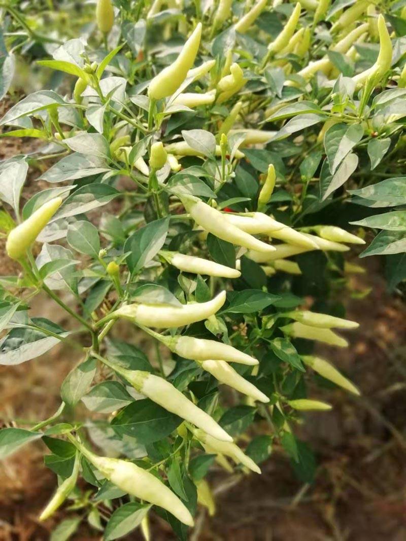 白玉米椒白米椒小泡椒白朝天椒种子_老果