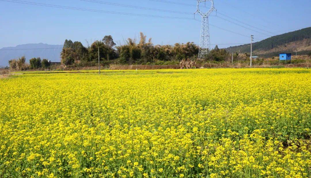 「在韶关过大年」重阳镇油菜花基地花开成海遍地金黄！颜值美爆了