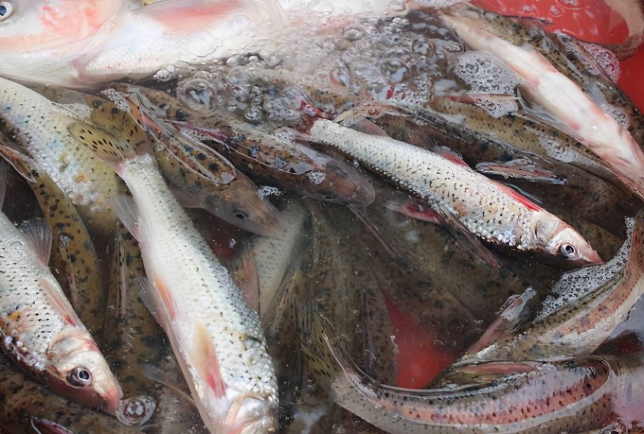 南方人买鱼,北方人买鱼,目的同样都是吃,但差距不是一般的大