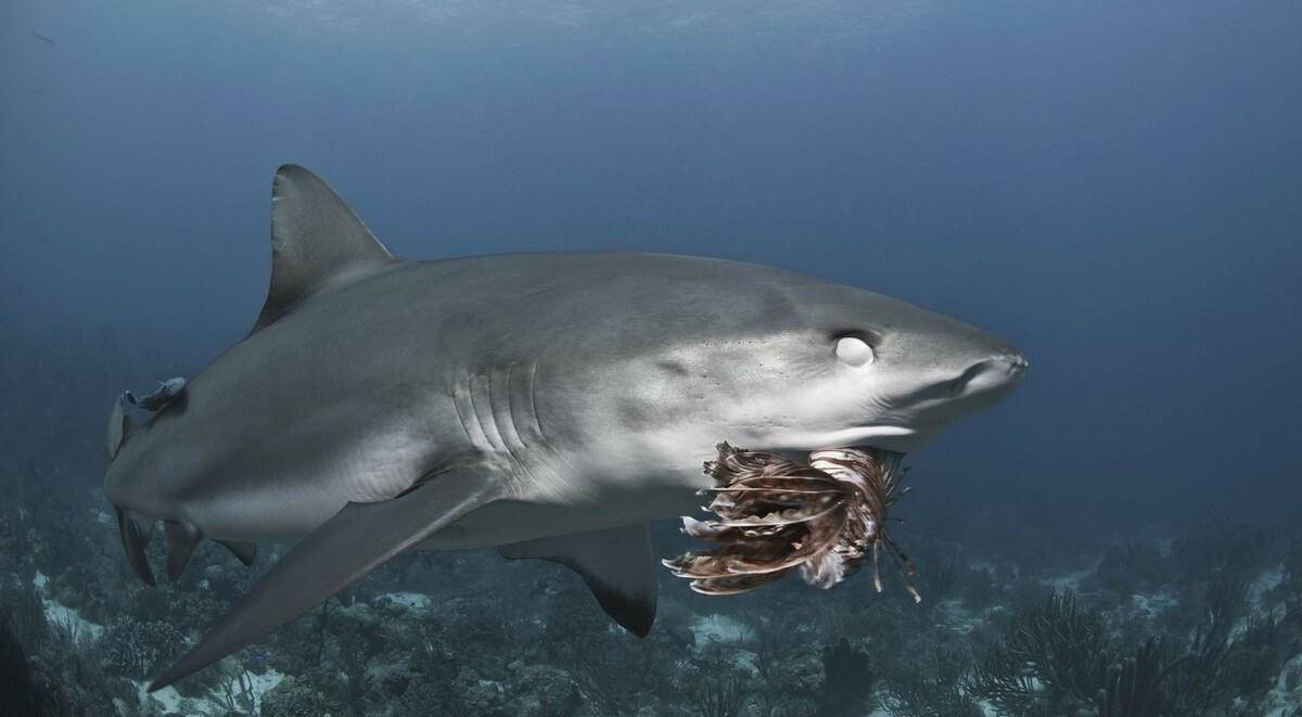 100头鲨鱼袭击图片