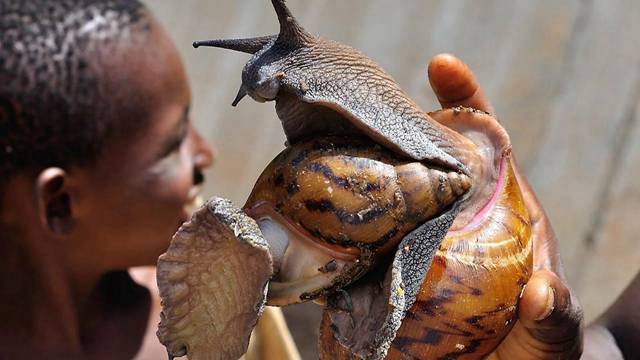 非洲“尴尬”的大蜗牛，一年被吃掉1500万斤，感受蜗牛的绝望！