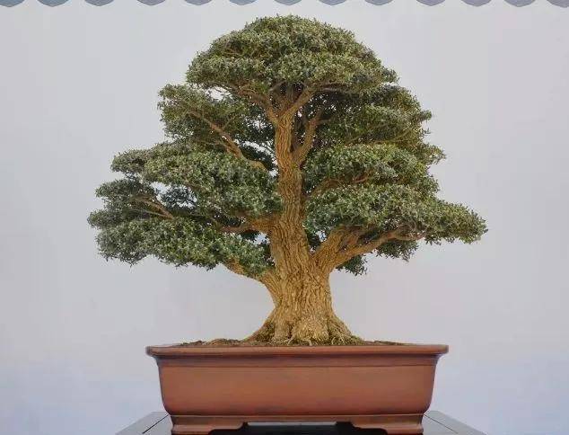 赏"木中君子"黄杨盆景_树种