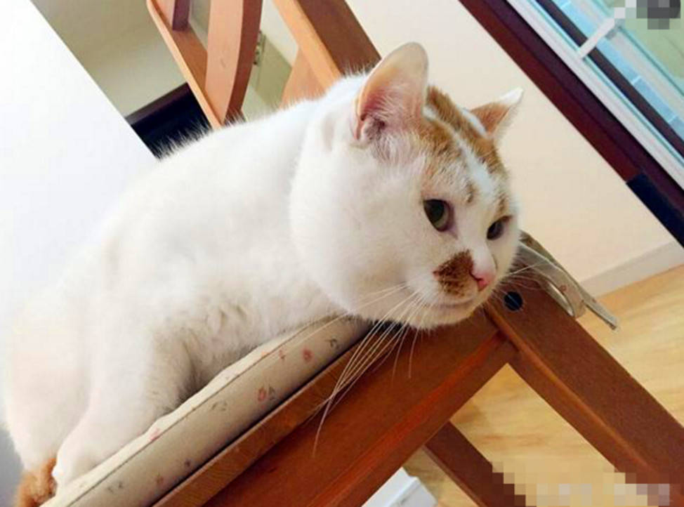 买了只小鬼子猫咪,主人看了哈哈大笑,猫咪却一脸懵逼的看着主人