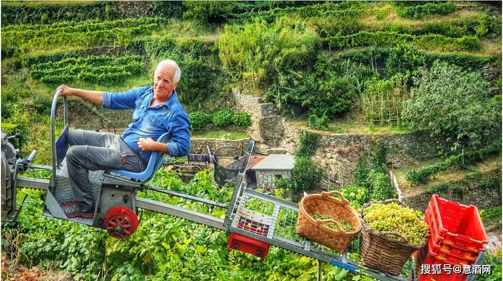 醉美的风景难种的好酒！旅游胜地五渔村也有葡萄酒？