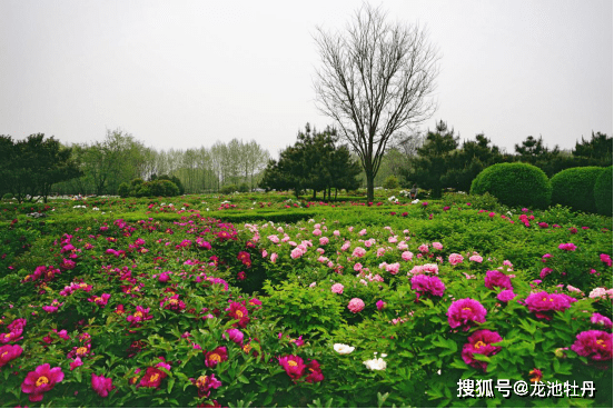 拉长牡丹产业链条，龙池牡丹一直在深度挖掘这朵“致富花”