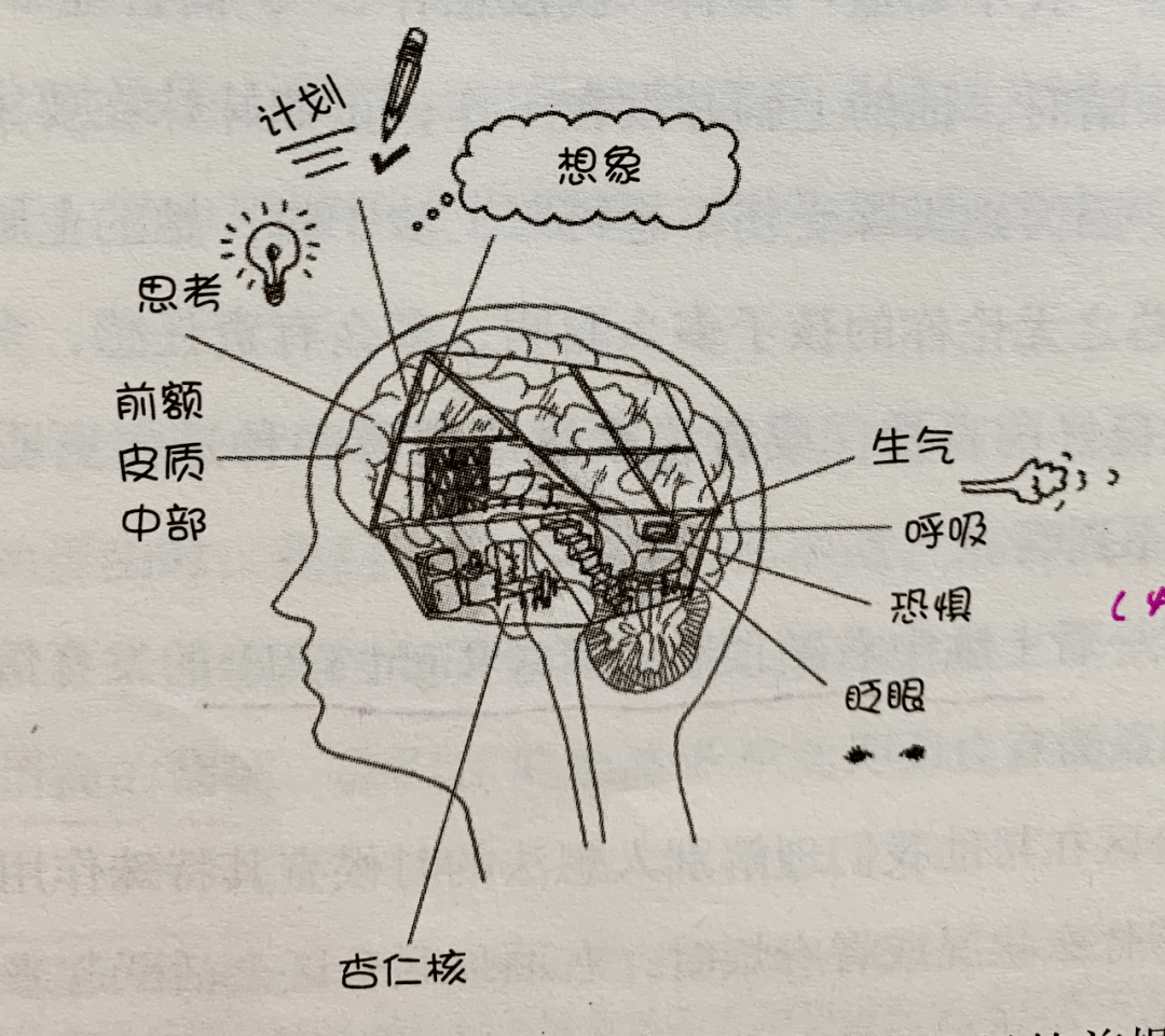 他提到,如果孩子的情绪总是被激活,那么,负责理智,思考部分的脑区就会