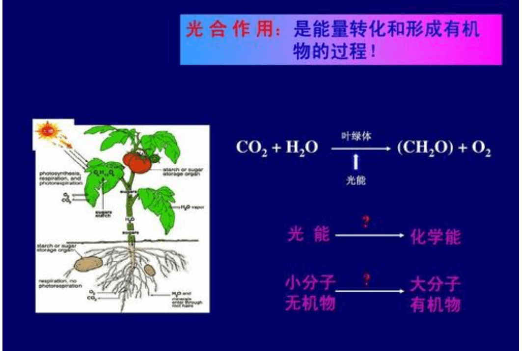 光合作用是一个光生物化学反应 光对 有机物 的影响极大 光照