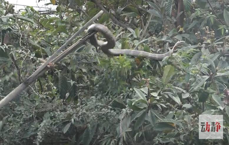 吓人!一条两米长的眼镜蛇盘在路边树梢上