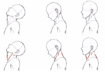 人物头部结构怎么画正确?