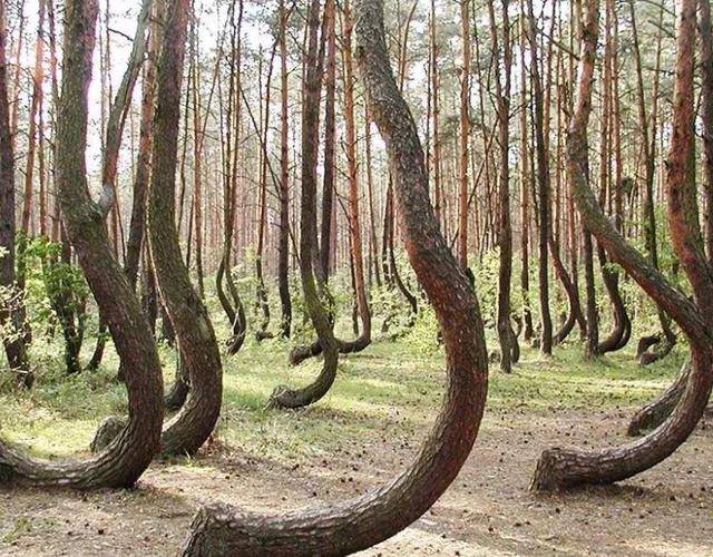世界最奇特的森林，树干竟90度弯曲，形成原因至今未解