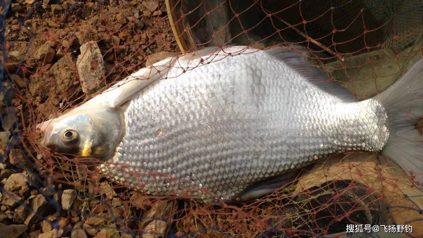 带上一棒嫩玉米跟我去野钓鳊鱼吧