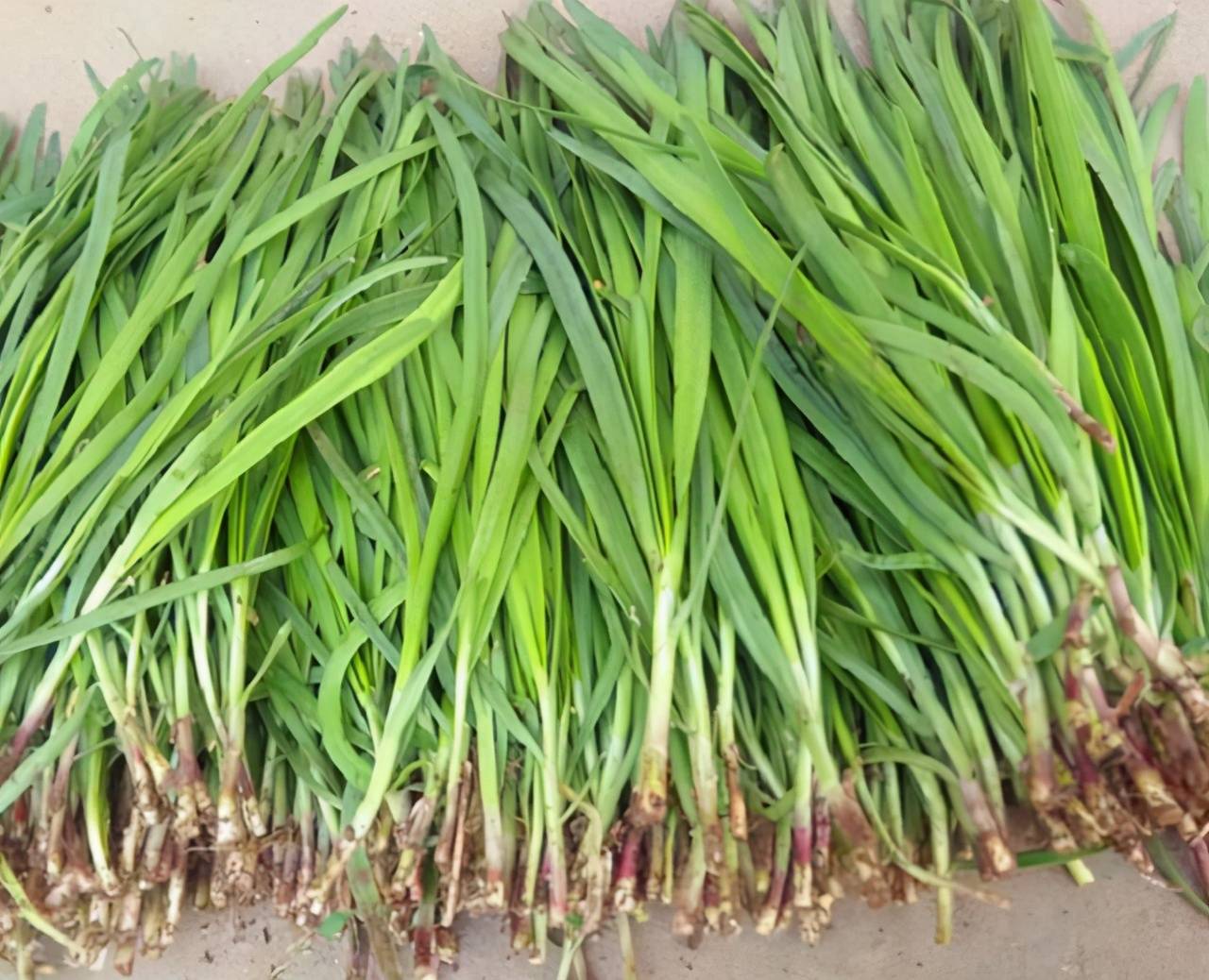 买韭菜,细叶宽叶要分清,口感差异大,要搞懂才不易被菜贩子忽悠_馅料