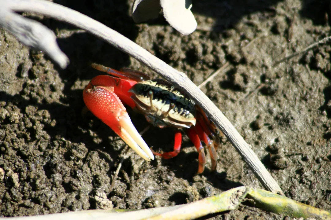 红树林里的招潮蟹(图 / 昵图网)