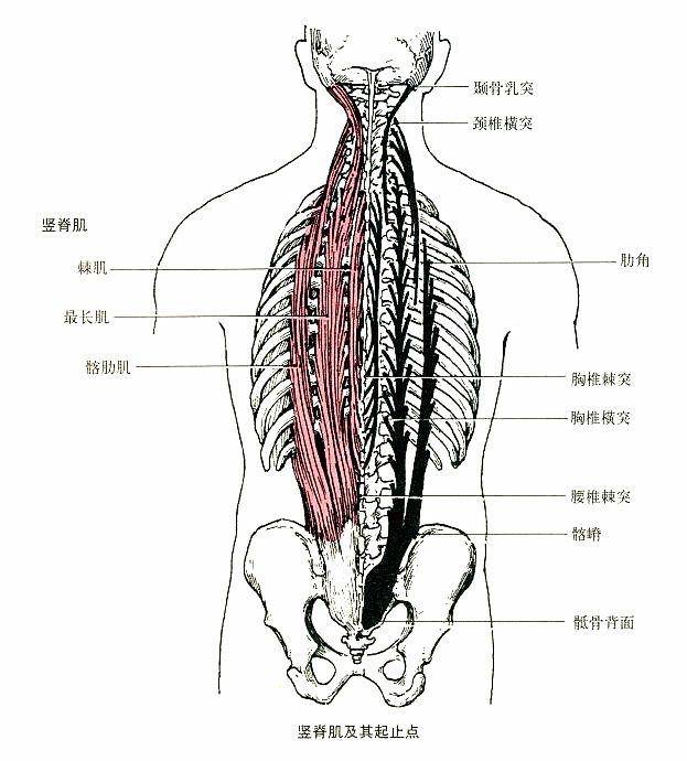 家庭成员:由棘肌,最长肌,和髂肋肌三大肌群构成,这三大肌群紧密,分层