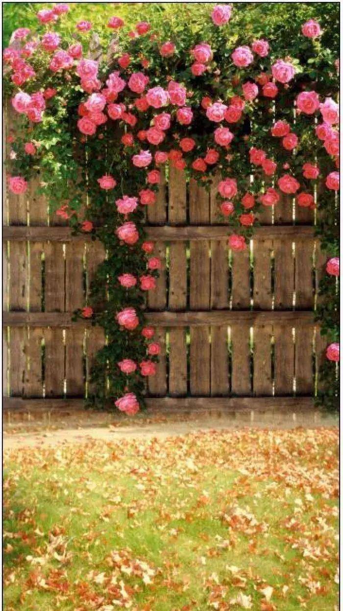这个春天，我想去科尔马种一面花墙，在岁月里惊艳了时光