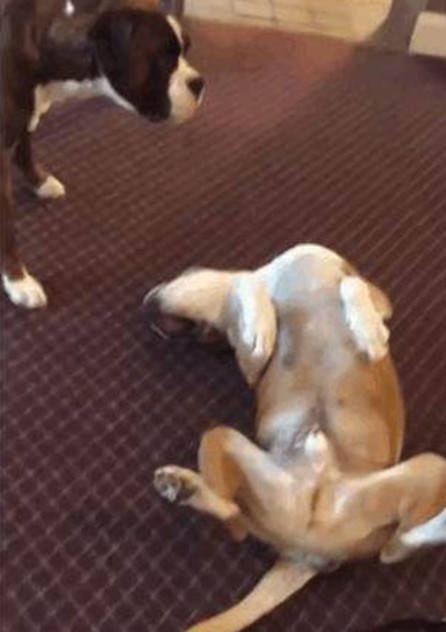 家里小黄狗倒地装死,小黑狗见后难掩悲痛,深厚情谊让人动容!