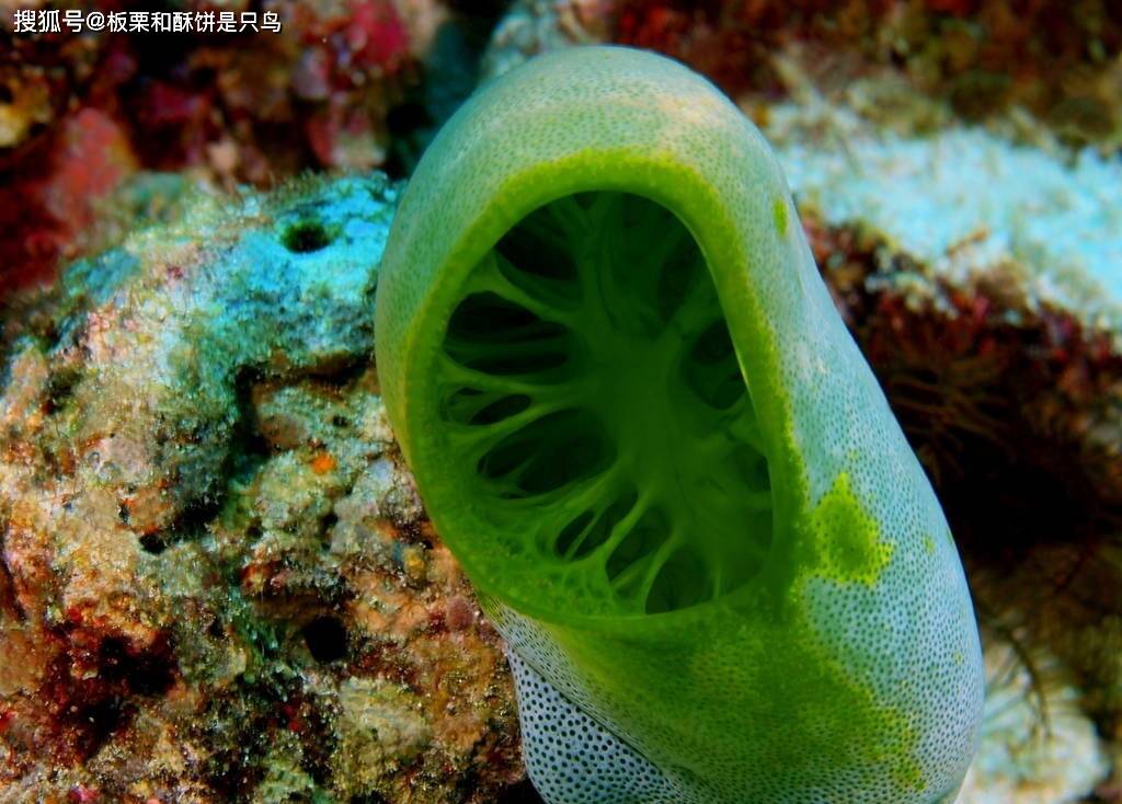 出生一天内吃掉脑子,放弃脊索变成植物,然后成了餐桌上的一盘菜_海鞘