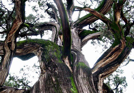 我国最长寿的树，原始社会时发芽，一直长到现代，5000多岁了