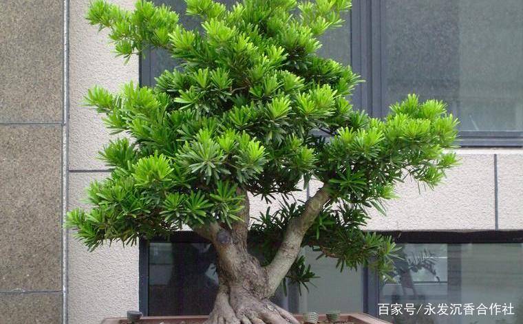 什么品种的罗汉松最贵?_价格_米叶_海南